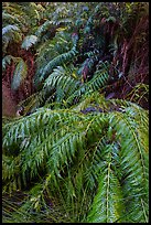 Ferns below Moses Spring. Pinnacles National Park, California, USA. (color)