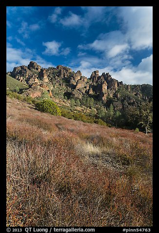 Shrubs in winter below pinnacles. Pinnacles National Park, California, USA.