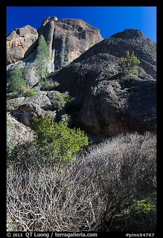 Shurbs and trees in winter below Machete Ridge. Pinnacles National Park (color)