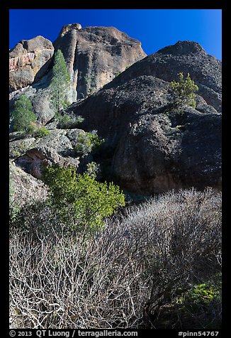 Shurbs and trees in winter below Machete Ridge. Pinnacles National Park, California, USA.