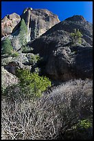 Shurbs and trees in winter below Machete Ridge. Pinnacles National Park, California, USA.