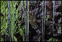 Icicles and moss, Balconies Cave. Pinnacles National Park, California, USA.