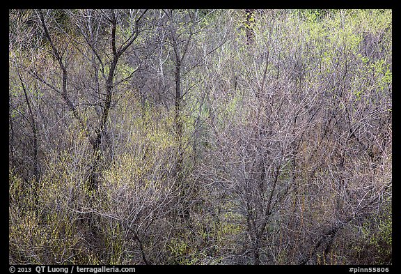 Bare branches and new leaves in spring. Pinnacles National Park, California, USA.