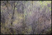 Bare branches and new leaves in spring. Pinnacles National Park, California, USA.