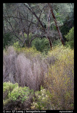 Riparian vegetation in early spring. Pinnacles National Park, California, USA.