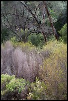 Riparian vegetation in early spring. Pinnacles National Park, California, USA.