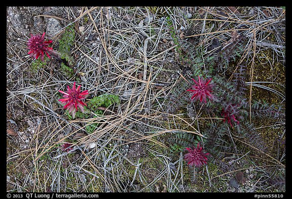 Ground close-up with pine needles and Indian Warriors. Pinnacles National Park (color)