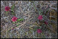 Ground close-up with pine needles and Indian Warriors. Pinnacles National Park, California, USA.