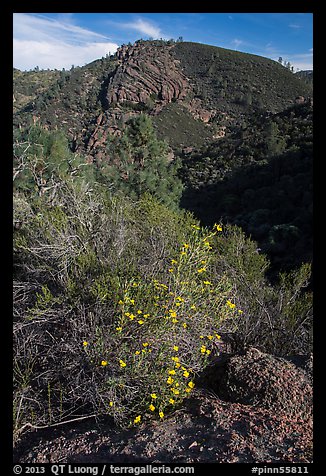 Bush in bloom and hill with rocks. Pinnacles National Park, California, USA.