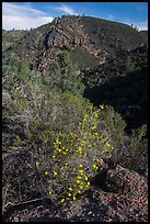 Bush in bloom and hill with rocks. Pinnacles National Park, California, USA. (color)