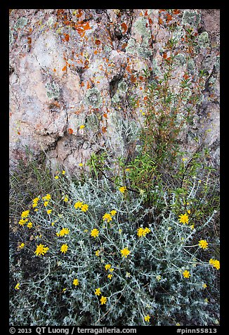 Yellow flowers and rock with lichen. Pinnacles National Park, California, USA.