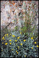 Yellow flowers and rock with lichen. Pinnacles National Park, California, USA. (color)