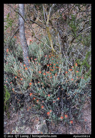 Orange flowers, trees, and cliff. Pinnacles National Park (color)