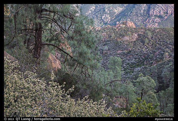 Manzanita blooms and valley with rock formations. Pinnacles National Park, California, USA.