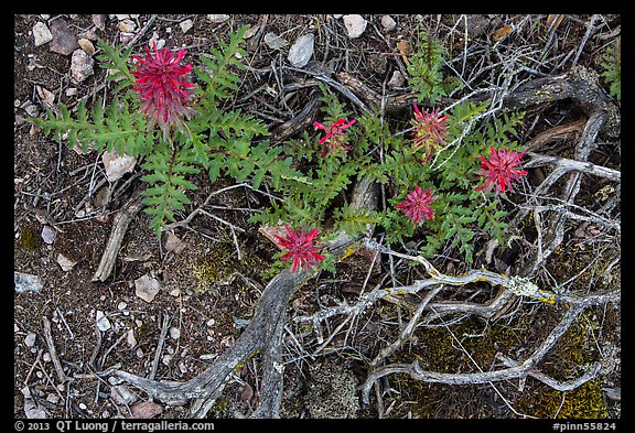 Ground close-up with branches and Indian Warriors. Pinnacles National Park, California, USA.