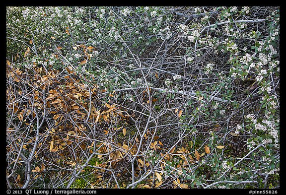 Dried autumn leaves and Manzanita spring blooms. Pinnacles National Park (color)