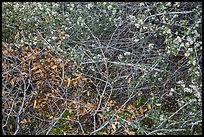 Dried autumn leaves and Manzanita spring blooms. Pinnacles National Park ( color)