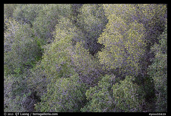 Newly leafed trees from above. Pinnacles National Park (color)