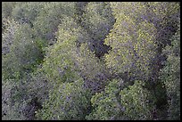 Newly leafed trees from above. Pinnacles National Park ( color)