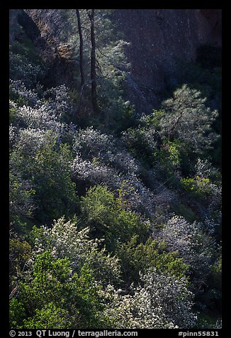 Slope with blooms in spring. Pinnacles National Park (color)
