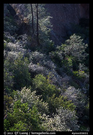 Slope with blooms in spring. Pinnacles National Park, California, USA.