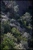 Slope with blooms in spring. Pinnacles National Park, California, USA. (color)