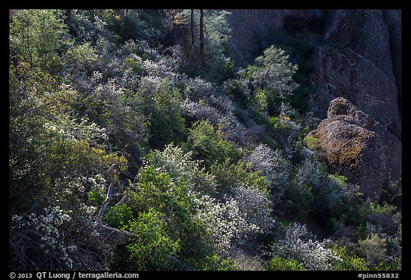 Slope with blooming shrubs in spring. Pinnacles National Park, California, USA.