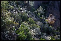 Slope with blooming shrubs in spring. Pinnacles National Park, California, USA. (color)