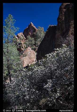 Blooming manzanita and high peaks. Pinnacles National Park, California, USA.