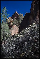 Blooming manzanita and high peaks. Pinnacles National Park, California, USA. (color)