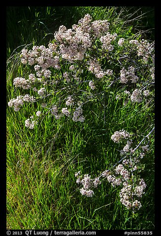 Close-up of spring blooms and grasses. Pinnacles National Park, California, USA.