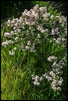 Close-up of spring blooms and grasses. Pinnacles National Park, California, USA. (color)