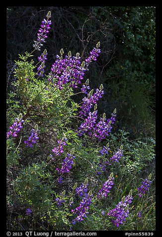 Lupine close-up. Pinnacles National Park, California, USA.