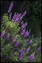 Lupine close-up. Pinnacles National Park, California, USA. (color)