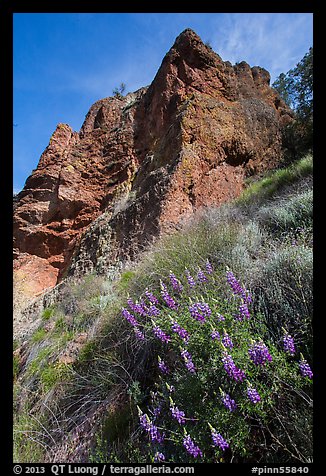 Lupine and rock towers. Pinnacles National Park, California, USA.