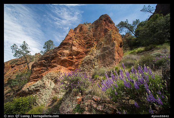 Lupine and rock towers in Juniper Canyon. Pinnacles National Park, California, USA.