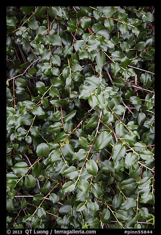 Close-up of shiny leaves. Pinnacles National Park (color)