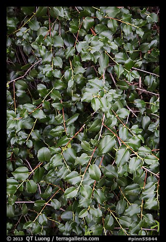 Close-up of shiny leaves. Pinnacles National Park, California, USA.