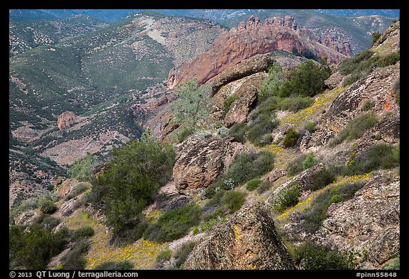 Carpets of spring wildflowers amongst rocks. Pinnacles National Park (color)