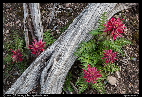 Ground close-up with fallen branch and Indian Warriors. Pinnacles National Park (color)