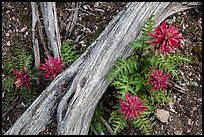 Ground close-up with fallen branch and Indian Warriors. Pinnacles National Park, California, USA. (color)