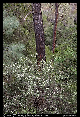 Forest with shrubs in bloom. Pinnacles National Park, California, USA.