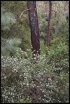 Forest with shrubs in bloom. Pinnacles National Park, California, USA. (color)