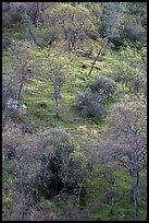 Hillside with newly leafed trees. Pinnacles National Park, California, USA.