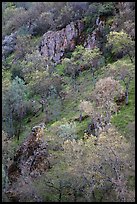 Hillside with trees and rocks in early spring. Pinnacles National Park, California, USA. (color)