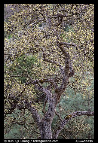 Newly leafed oak tree. Pinnacles National Park, California, USA.