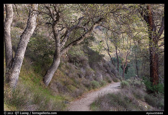 Condor Gulch Trail through oak forest. Pinnacles National Park (color)