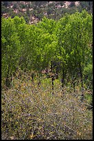 Shrubs, cottonwoods, and oaks in the spring. Pinnacles National Park, California, USA.