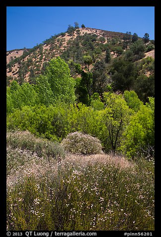 Wildflowers, trees, and hills in the hill. Pinnacles National Park, California, USA.