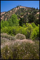 Wildflowers, trees, and hills in the hill. Pinnacles National Park, California, USA. (color)